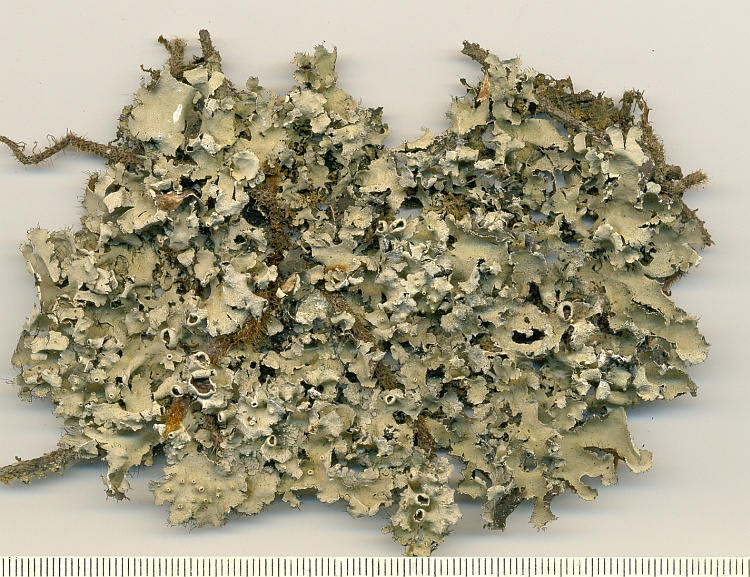 Parmotrema wainii from Brazil, Paraná, Guaraqueçaba leg. C.G. Donha 1264 (UPCB)